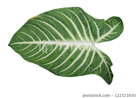 Caladium Lindenii foliage Caladium Lindenii foliage 122521650