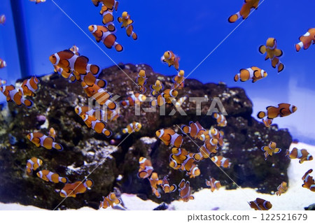 Fish in the tank at Suma Sea World Fish in the tank at Suma Sea World 122521679