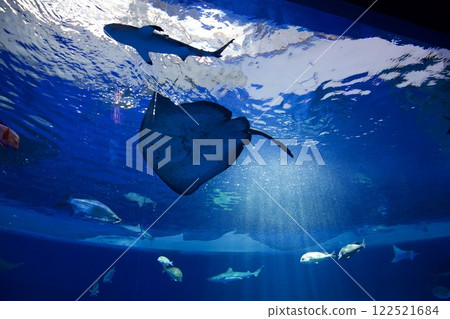 蘇馬海洋世界水箱裡的魚 122521684