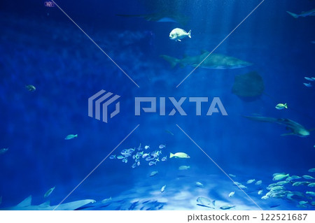 蘇馬海洋世界水箱裡的魚 蘇馬海洋世界水箱裡的魚 122521687