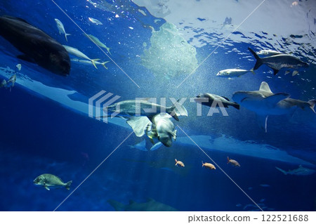 蘇馬海洋世界水箱裡的魚 蘇馬海洋世界水箱裡的魚 122521688