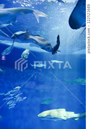 蘇馬海洋世界水箱裡的魚 122521689