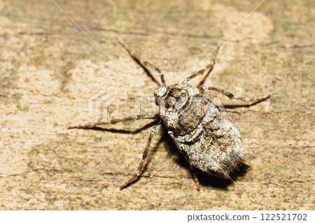 蝴蝶的一種(雌性/成年) 蝴蝶的一種(雌性/成年) 122521702