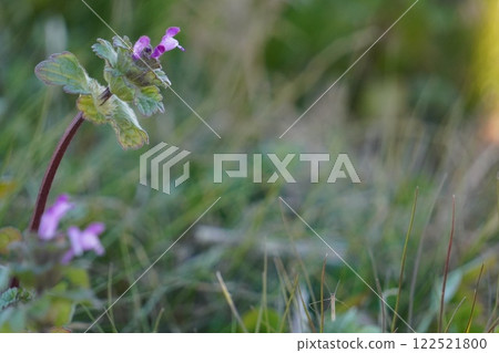 路邊盛開的紫花地丁 路邊盛開的紫花地丁 122521800