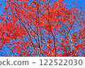 Deep red maple leaves 122522030