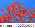 Deep red maple leaves 122522031