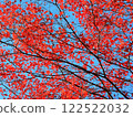 Deep red maple leaves 122522032