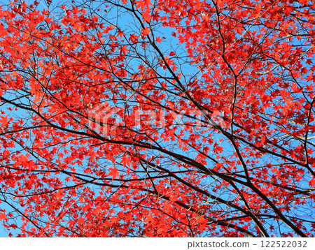 深紅色的楓葉 深紅色的楓葉 122522032