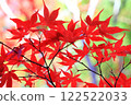 Deep red maple leaves 122522033