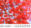 Deep red maple leaves 122522034
