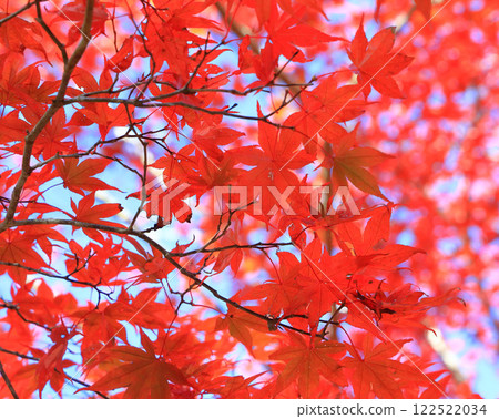 Deep red maple leaves 122522034