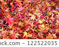 Fallen leaves of colored maple leaves 122522035