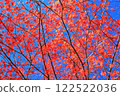 Deep red maple leaves 122522036