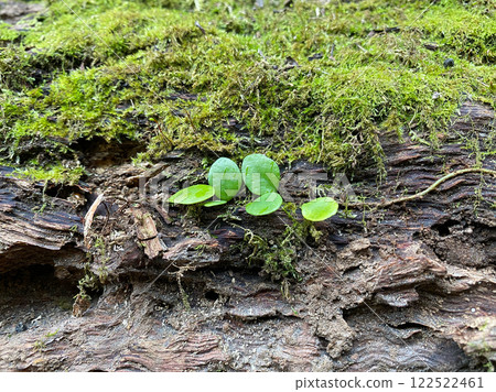 Moss and sprouts growing on a stump 122522461