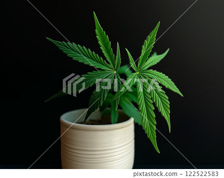 Cannabis plant in a ceramic 122522583