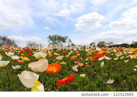 Colorful poppies blooming in Expo Memorial Park Colorful poppies blooming in Expo Memorial Park 122522665