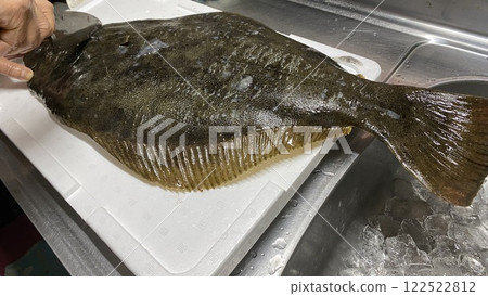 比目魚 122522812