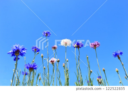 Cornflowers blooming against the blue sky 122522835
