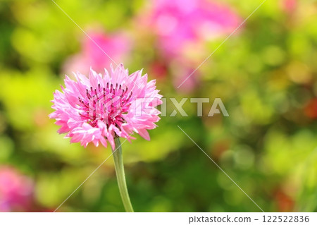 Pink cornflower Pink cornflower 122522836