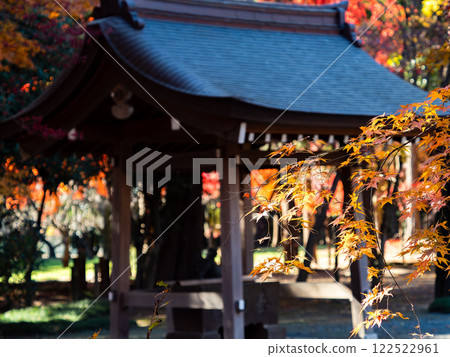 日本的秋景：寺院裡的秋葉色彩繽紛 122522961