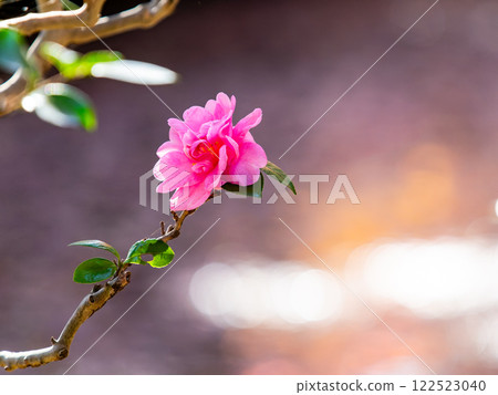 Late autumn scenery: Beautiful camellias blooming by the water Late autumn scenery: Beautiful camellias blooming by the water 122523040