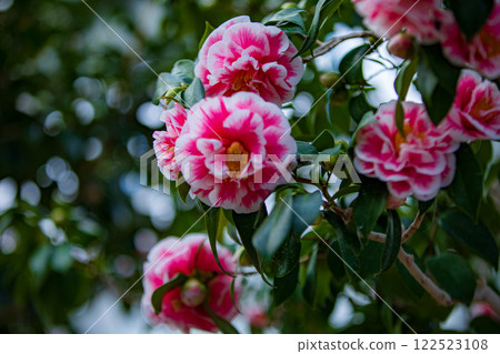 大船渡市世界山茶花節 122523108