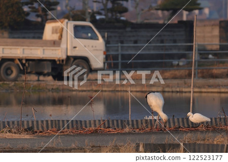 Storks and herons living in human settlements Storks and herons living in human settlements 122523177
