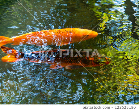 紅鯉魚在清澈的池塘裡優雅地遊動 122523180