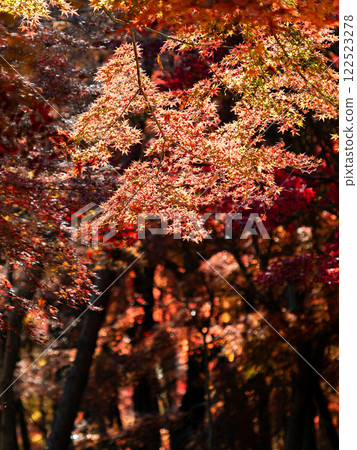 Brightly colored autumn leaves shining on a clear autumn day 122523278