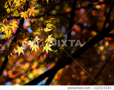 Brightly colored autumn leaves shining on a clear autumn day Brightly colored autumn leaves shining on a clear autumn day 122523283