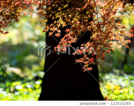 Brightly colored autumn leaves shining on a clear autumn day 122523285