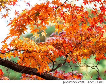 色彩鮮豔的秋葉在陽光明媚的秋日閃閃發光 122523300