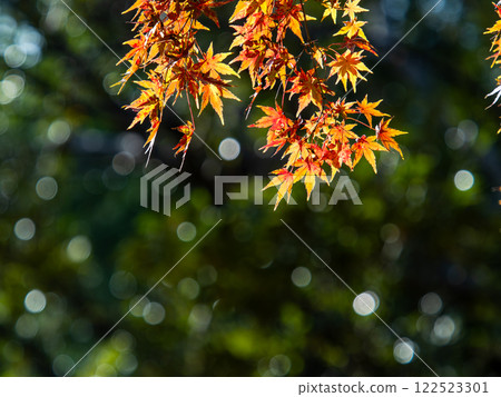 色彩鮮豔的秋葉在陽光明媚的秋日閃閃發光 122523301