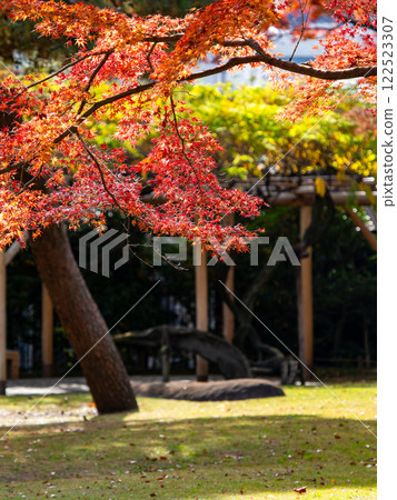 Brightly colored autumn leaves shining on a clear autumn day 122523307