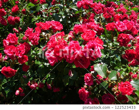 Rose of pink 122523433