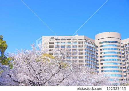 Cherry blossoms at Tsuruma Park and Nagoya University Hospital, Nagoya City, Aichi Prefecture Cherry blossoms at Tsuruma Park and Nagoya University Hospital, Nagoya City, Aichi Prefecture 122523435