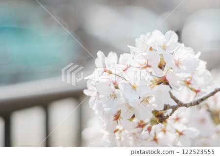 Fence and cherry blossoms Fence and cherry blossoms 122523555