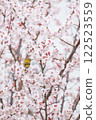 盛開的梅花叢中的日本繡眼鳥 122523559