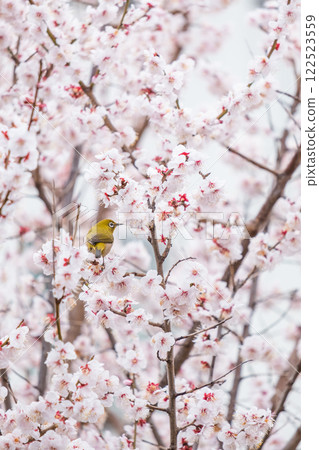 盛開的梅花叢中的日本繡眼鳥 盛開的梅花叢中的日本繡眼鳥 122523559
