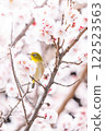 白眼鳥棲息在盛開的櫻花樹枝上 122523563