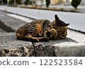 Cat relaxing on the embankment 122523584