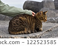 Petting a cat relaxing on the bank 122523585