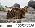 Petting a cat relaxing on the bank 122523586