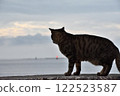 A cat looking at the sea from the embankment 122523587