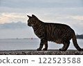 A cat looking at the sea from the embankment 122523588