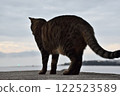 A cat walking along the embankment 122523589