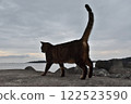 A cat walking along the embankment 122523590
