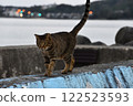 A cat walking along the embankment 122523593