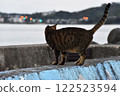A cat walking along the embankment 122523594
