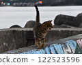 A cat walking along the embankment 122523596
